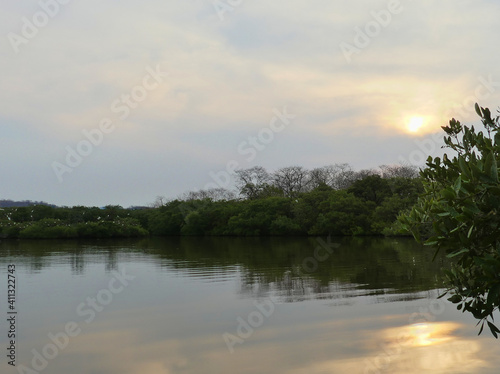 Early morning in a mangrove forest and lake, a highly biodiverse and endangered ecosystem. in Costa Rica