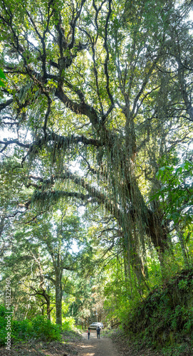 BOSQUE