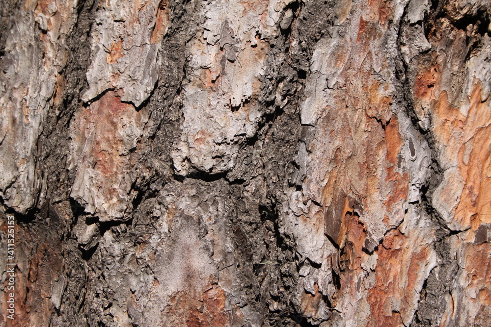 bark of pine tree as texture bark of pine tree as texture