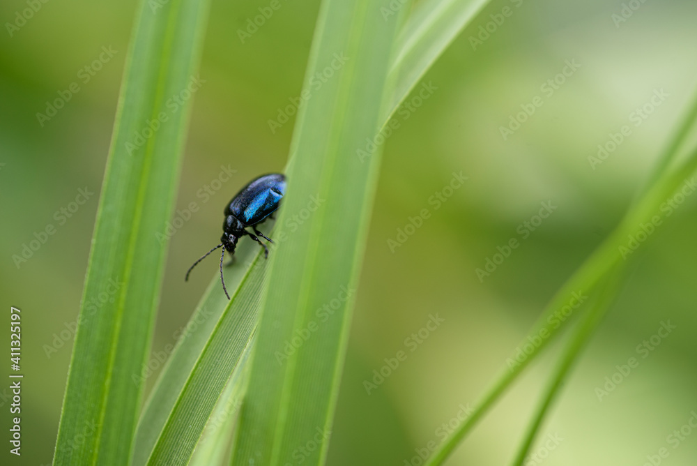 bug on a leaf bug on a leaf