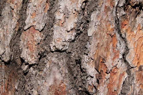 bark of pine tree as texture