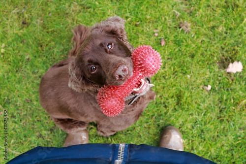 brown chocolate working cocker spaniel playing outside in a field with a red dog toy bone sitting at feet portrait