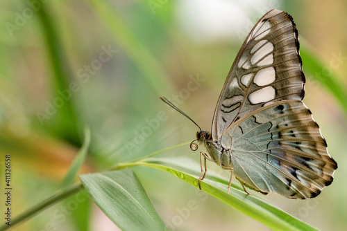 butterfly on a flower