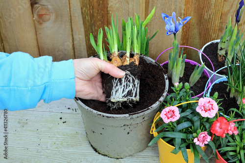 A Gardeners Hand Planting Spring Bulbs In A Pot