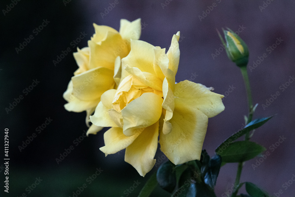 Isolated yellow roses on spring time Isolated yellow roses on spring time