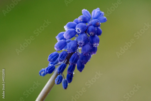close up of blue hyacinth