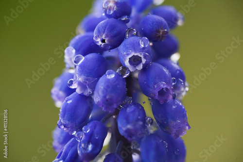 blue hyacinth flower