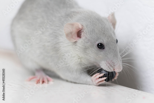 A cute gray little decorative rat eats delicious and juicy blueberries. Rodent close-up.