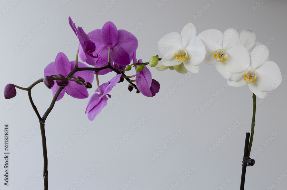 White and purple orchids in touch, reunion, convergence despite differences, diversity White and purple orchids in touch, reunion, convergence despite differences, diversity