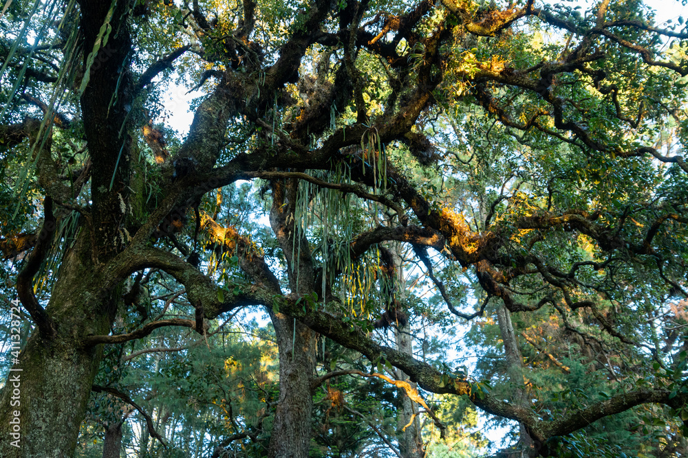 Fototapeta premium BOSQUE