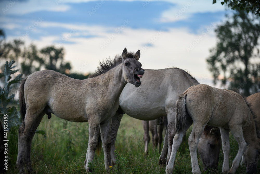 two horses on the meadow