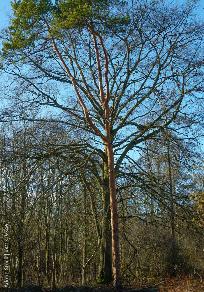 a red bark connifer cuddles up to a green bark leafless tree in winter a red bark connifer cuddles up to a green bark leafless tree in winter