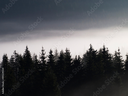 Fir trees in the fog in the mountains