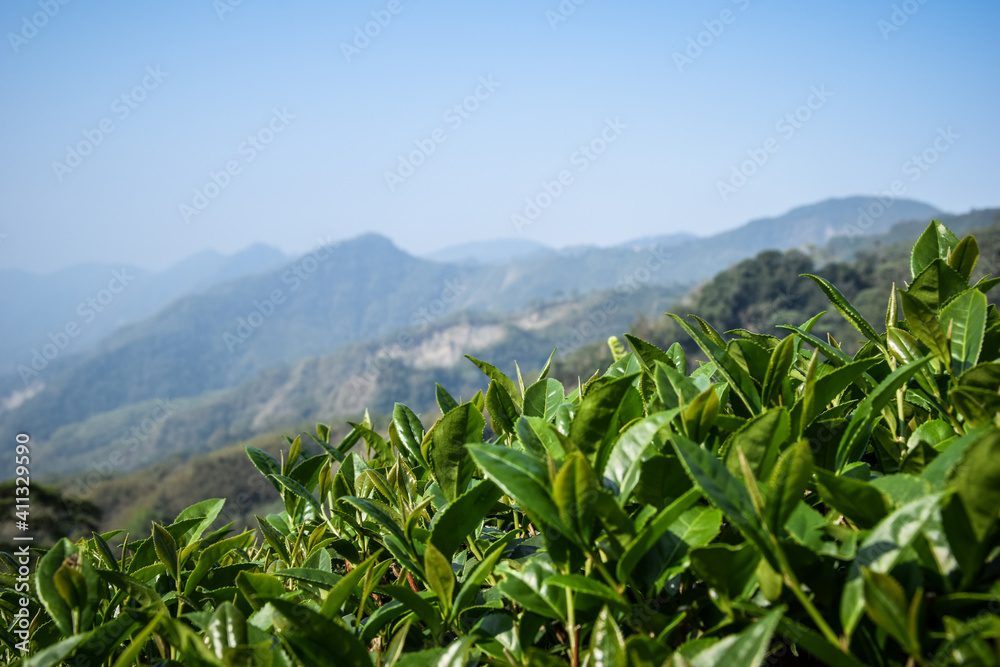 Alishan Mountains in the central-southern region of Taiwan