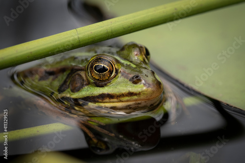 frog in the pond