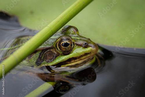frog in the pond