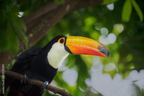 toucan in the jungle