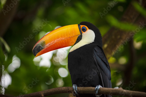 toucan on a tree © Danique
