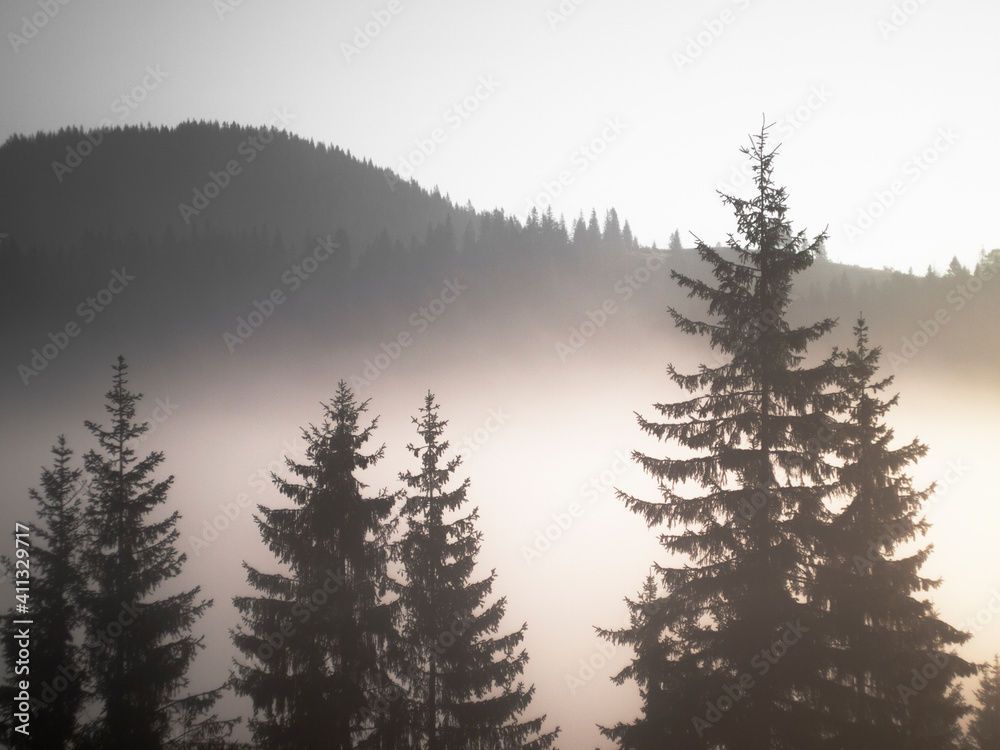 Fir trees in the fog in the mountains