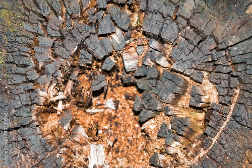 Natural old wood texture of cutted tree trunk, close-up. The texture of the surface of the old tree stump.