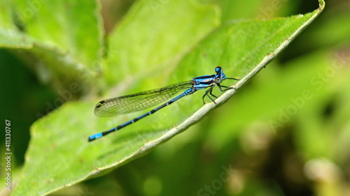 Close up of  a blue damselfly on a leaf in Sucumbios province, Ecuador photo