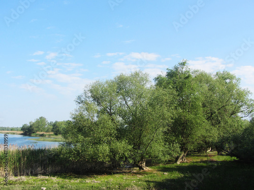 trees on the river