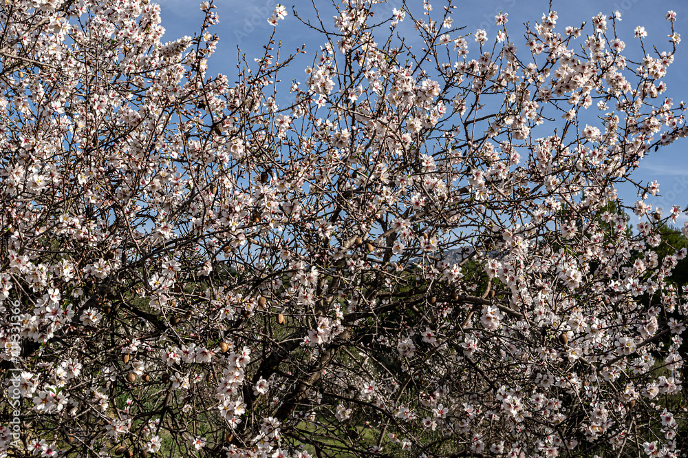 Almond Blossom Macro Photography, Flowered Almond Tree and Almond Blossom Branches with Selective Focus Countryside Sardinia