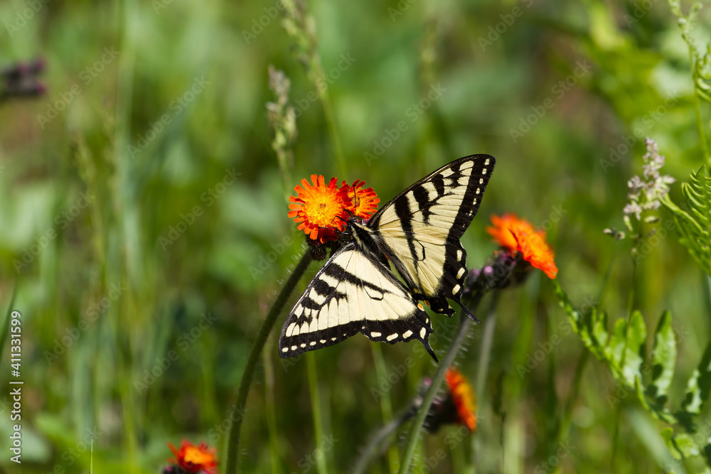 A Canadian Tiger Swallowtail Butterfly feeding on the nectar from an orange hawkweed flower in a meadow. A Canadian Tiger Swallowtail Butterfly feeding on the nectar from an orange hawkweed flower in a meadow.
