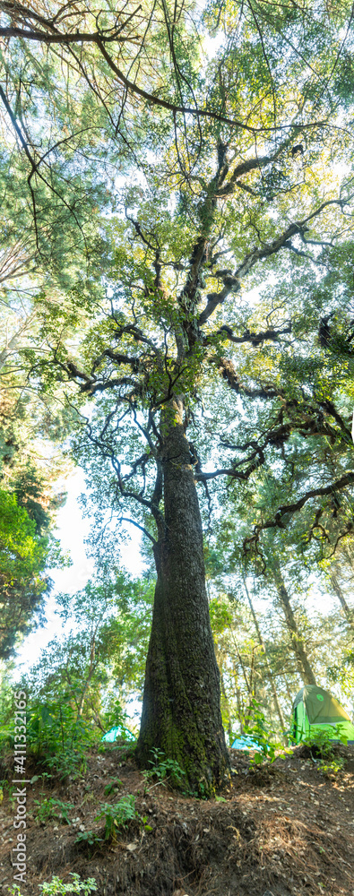 Obraz premium BOSQUE