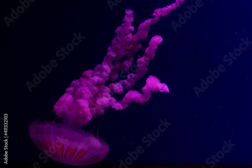 purple sea jellyfish on a dark background