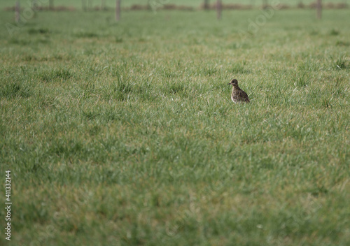 Golden Plover in a field of green grass © Martin