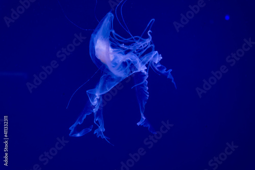 blue sea jellyfish on blue background
