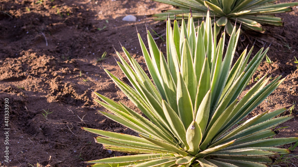 Fototapeta premium Green aloe vera plant close view