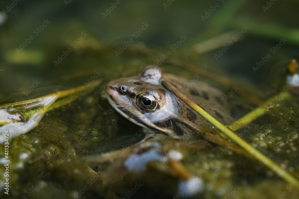 Wild pond frog eye close up macro view while resting on water,amphibian animals Wild pond frog eye close up macro view while resting on water,amphibian animals
