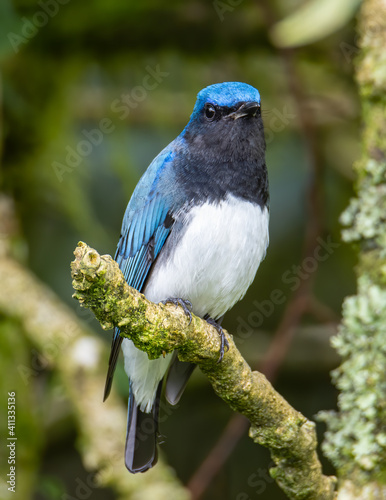 Blue-and-white Flycatcher, Japanese Flycatcher male blue and white color perched on a tree photo