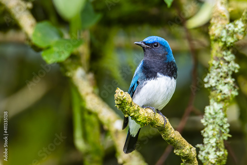 Blue-and-white Flycatcher, Japanese Flycatcher male blue and white color perched on a tree photo