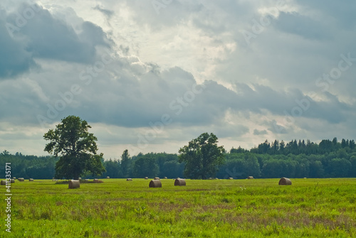 green field on the background of the sky with clouds. rural landscape © fotofotofoto