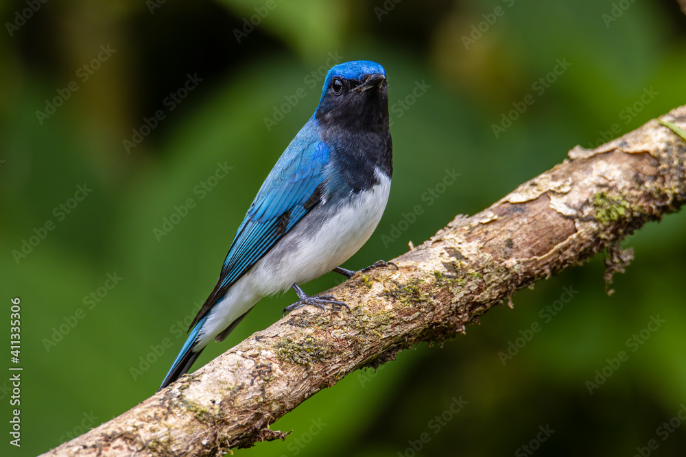 Blue-and-white Flycatcher, Japanese Flycatcher male blue and white color perched on a tree Blue-and-white Flycatcher, Japanese Flycatcher male blue and white color perched on a tree