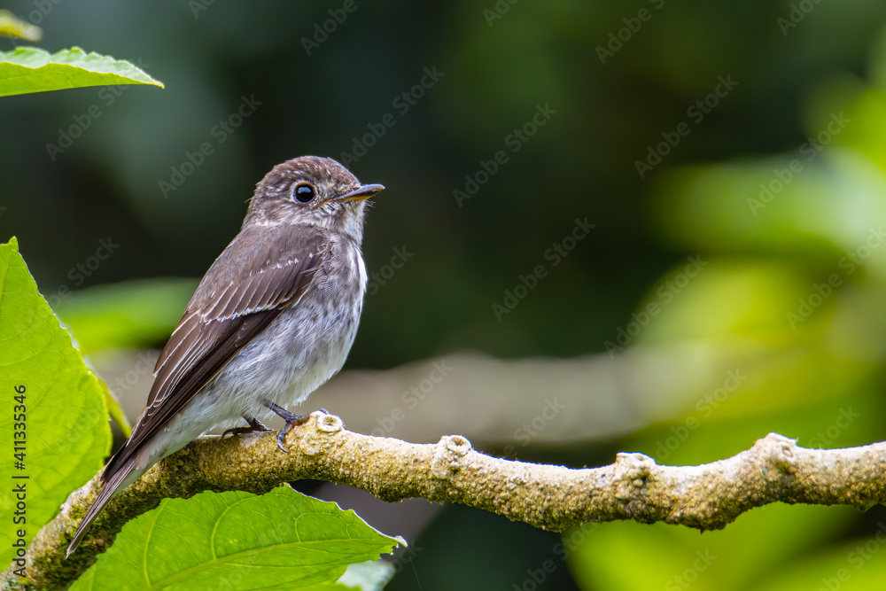 Fototapeta premium Nature wildlife bird species of Little Pied Flycatcher on perched on a tree branch found in Borneo, Sabah,Malaysia with nature wildlife background