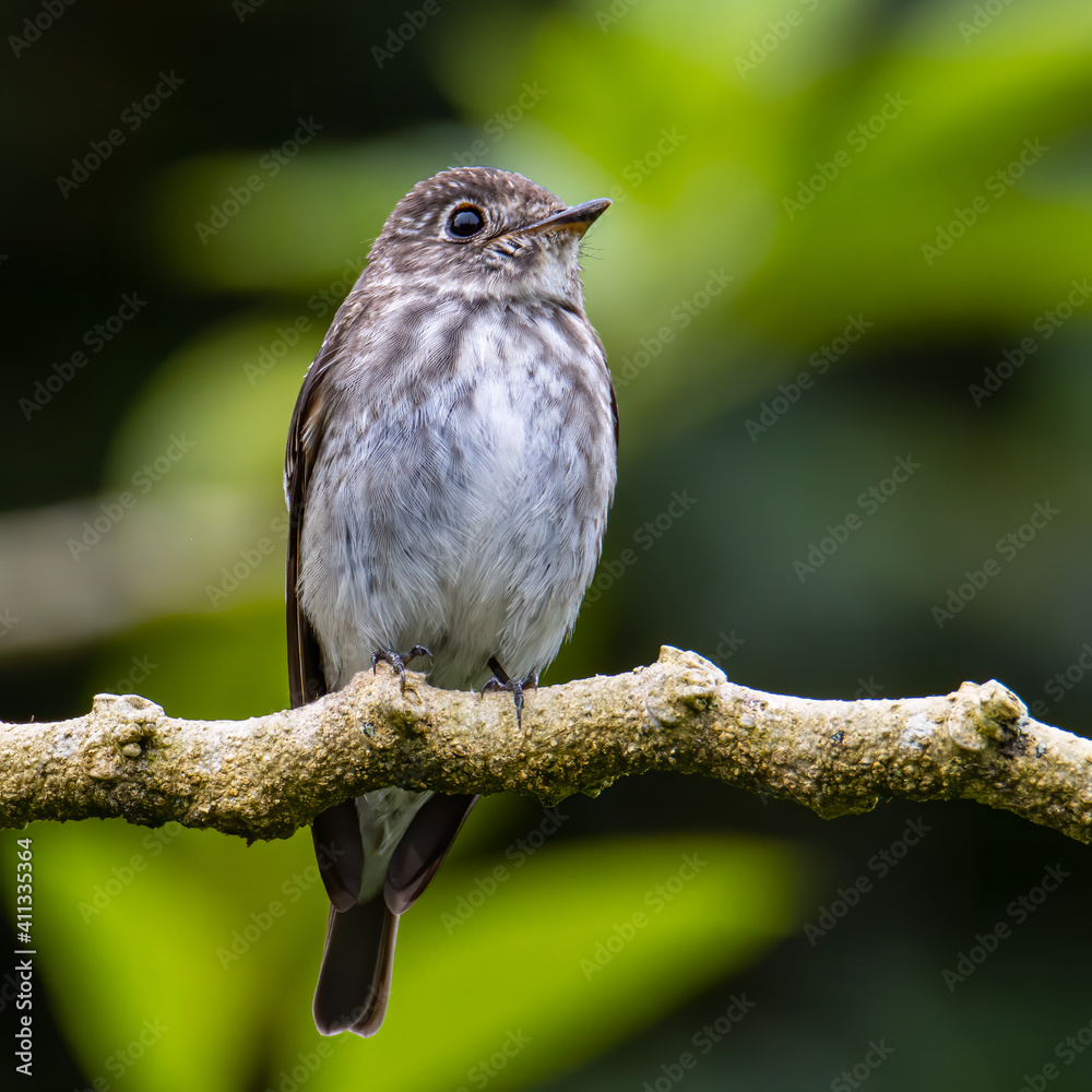 Nature wildlife bird species of Little Pied Flycatcher on perched on a tree branch found in Borneo, Sabah,Malaysia with nature wildlife background Nature wildlife bird species of Little Pied Flycatcher on perched on a tree branch found in Borneo, Sabah,Malaysia with nature wildlife background