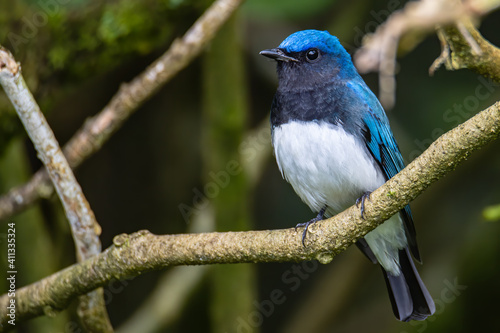 Blue-and-white Flycatcher, Japanese Flycatcher male blue and white color perched on a tree © alenthien