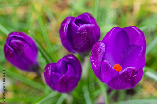 Beautiful Crocuses, one of the first spring flowers.