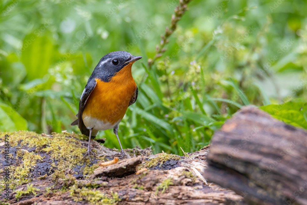 A Migration bird (Mugimaki Flycatcher) on the branch found in Sabah Borneo A Migration bird (Mugimaki Flycatcher) on the branch found in Sabah Borneo