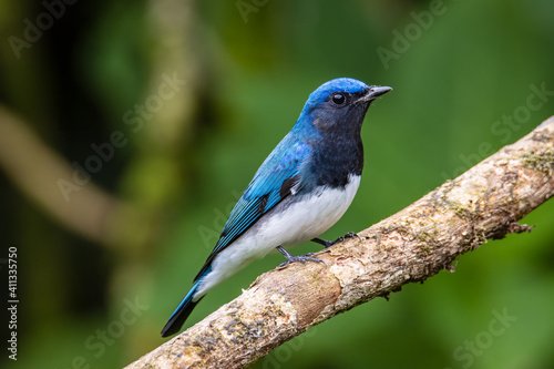Blue-and-white Flycatcher, Japanese Flycatcher male blue and white color perched on a tree © alenthien