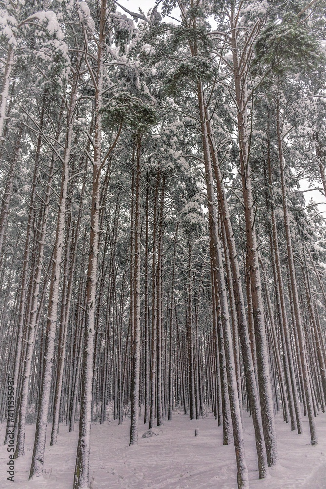 Fototapeta premium forest in winter