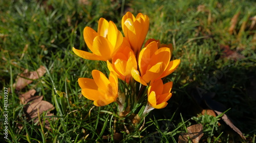 Flowers calling spring - yellow crocus mammoth with writing space - close up