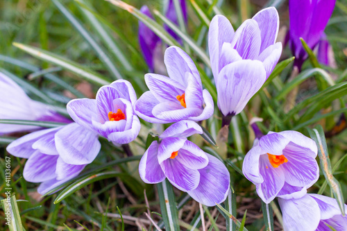 Beautiful Crocuses, one of the first spring flowers.