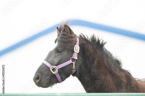 A black adult horse with a white heart shape on its forehead leans over a green fence. The large domestic animal has ears pointing upwards, a long mane and chestnut colour hair with a pink bridle.