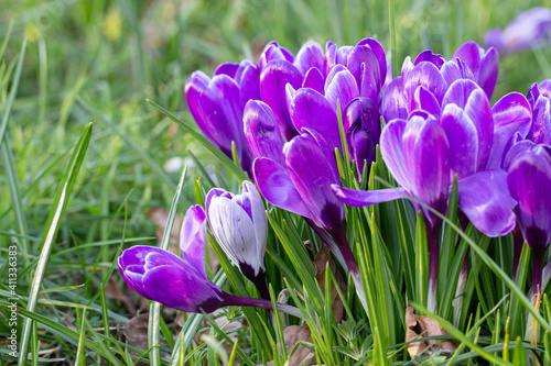 Beautiful Crocuses, one of the first spring flowers.