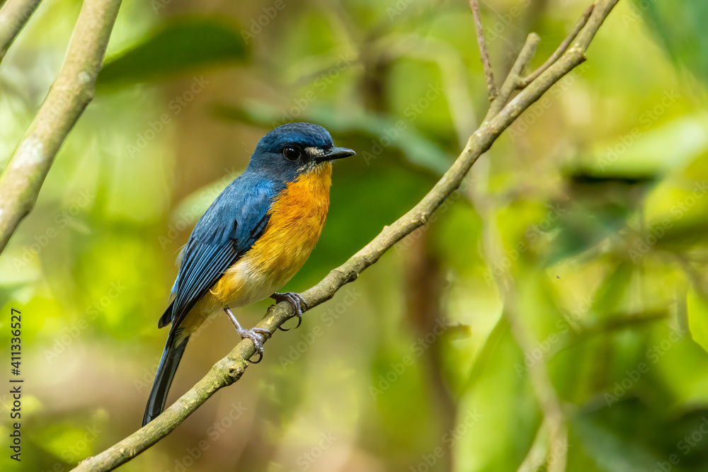 Beautiful bird of Mangrove Blue Flycatcher (Cyornis rufigastra) in Natural tropical Mangrove forest Beautiful bird of Mangrove Blue Flycatcher (Cyornis rufigastra) in Natural tropical Mangrove forest